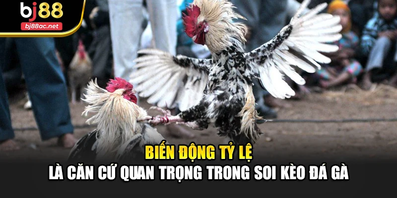 Biến động tỷ lệ là căn cứ quan trọng trong soi kèo đá gà