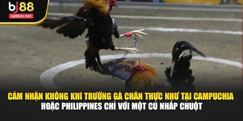 Cảm nhận không khí trường gà chân thực như tại Campuchia hoặc Philippines chỉ với một cú nhấp chuột
