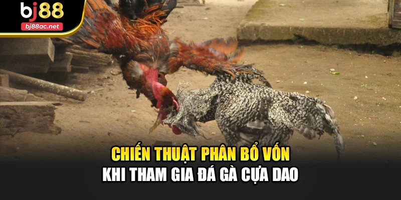 Chiến thuật phân bổ vốn khi tham gia đá gà cựa dao