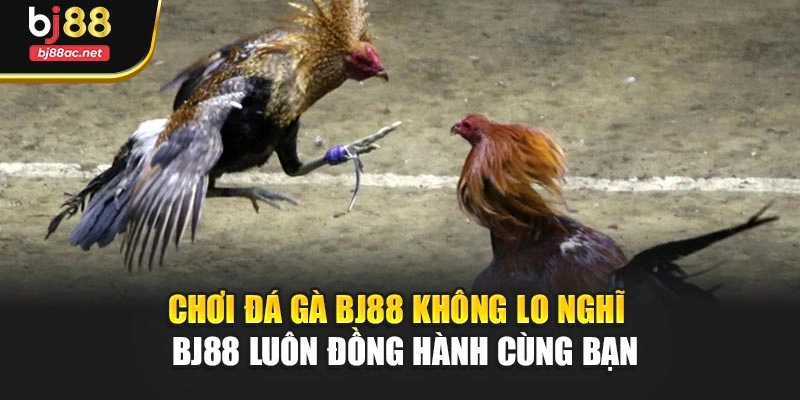 Chơi đá gà BJ88 không lo nghĩ – BJ88 luôn đồng hành cùng bạn