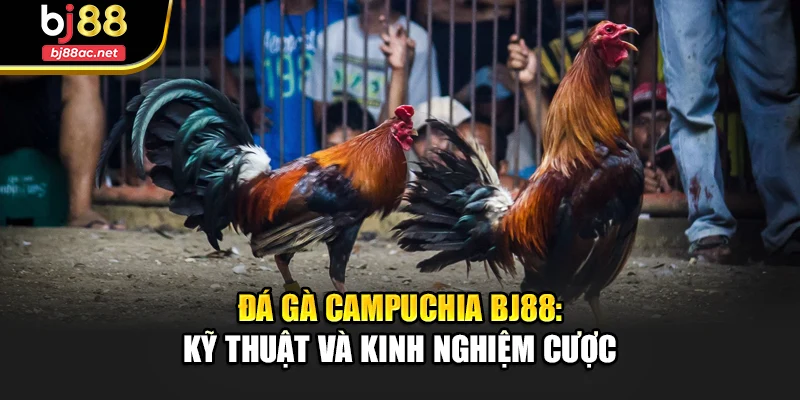 Đá Gà Campuchia Bj88: Kỹ Thuật Và Kinh Nghiệm Cược
