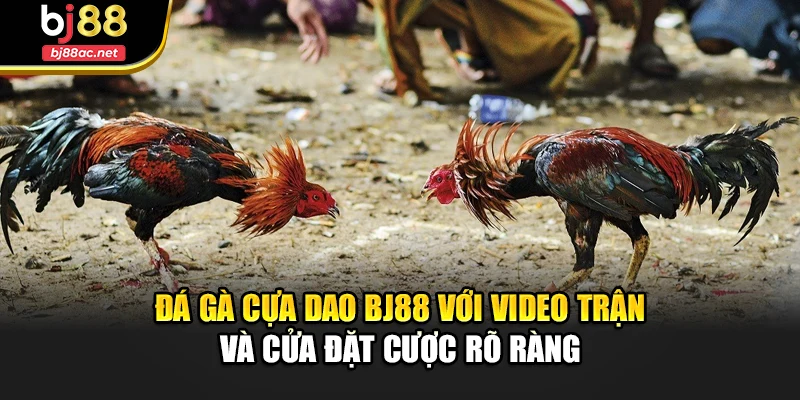 Đá gà cựa dao Bj88 với video trận và cửa đặt cược rõ ràng