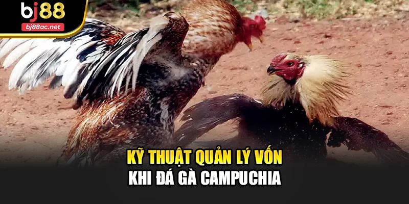 Kỹ thuật quản lý vốn khi đá gà Campuchia