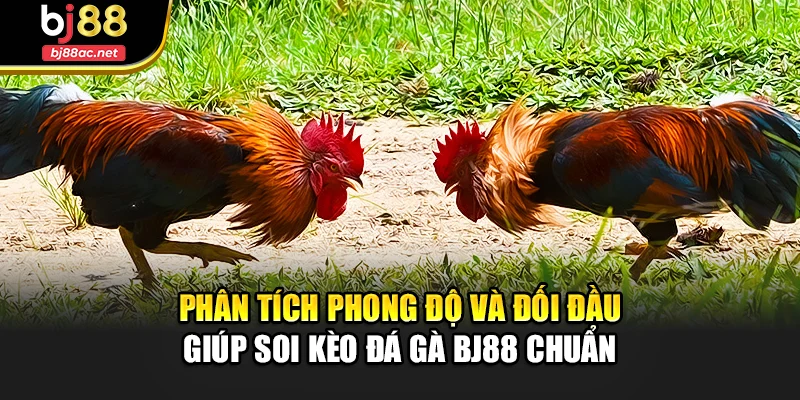 Phân tích phong độ và đối đầu giúp soi kèo đá gà Bj88 chuẩn