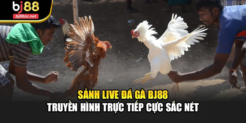 Sảnh Live Đá Gà Bj88 Truyền Hình Trực Tiếp Cực Sắc Nét