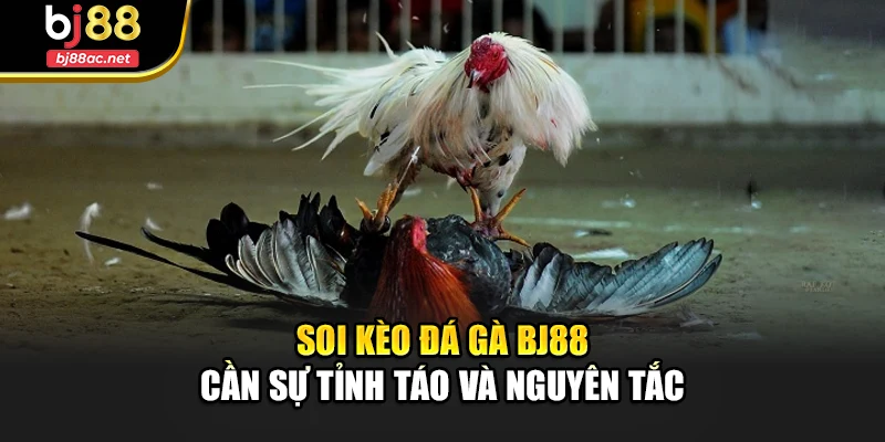 Soi kèo đá gà Bj88 cần sự tỉnh táo và nguyên tắc