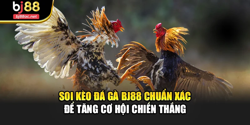 Soi Kèo Đá Gà Bj88 Chuẩn Xác Để Tăng Cơ Hội Chiến Thắng
