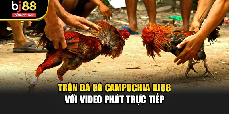 Trận đá gà Campuchia Bj88 với video phát trực tiếp