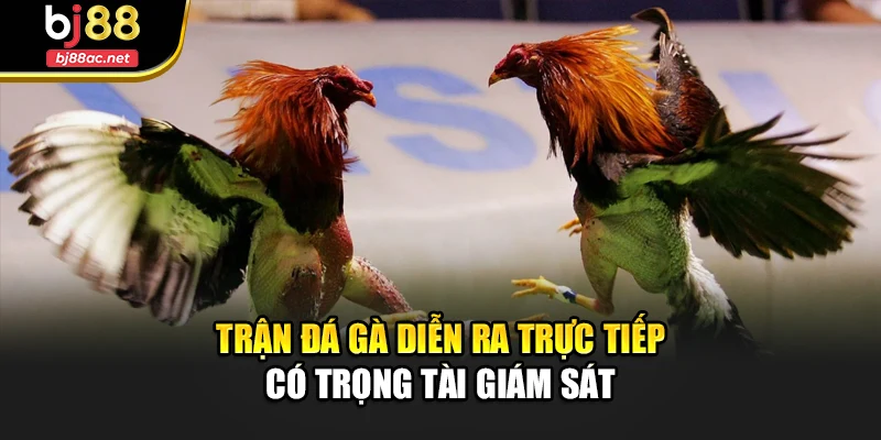 Trận đá gà diễn ra trực tiếp có trọng tài giám sát