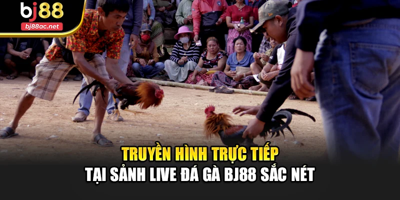 Truyền hình trực tiếp tại sảnh Live đá gà Bj88 sắc nét